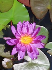 Live purple flower for sale  Union Grove
