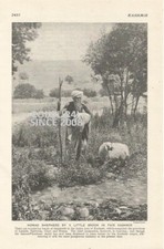 Kashmir nomad shepherd for sale  WATERLOOVILLE