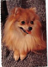 Cute pomeranian dog for sale  Las Vegas
