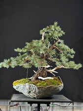 Colorado blue spruce d'occasion  Expédié en Belgium