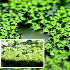 Lemna minor immergrüne gebraucht kaufen  Kaiserslautern