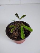 Mimosa tree pot. for sale  Leland