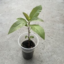 Avocado tree pot for sale  El Monte