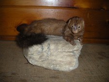 Vintage taxidermy brown for sale  Denver
