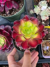 Imported shaohua aeonium for sale  San Leandro