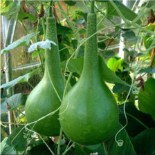 Seeds dipper gourd for sale  USA