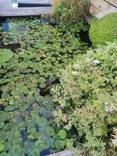 Mature frogbit plants. for sale  KETTERING