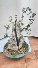 Prebonsai olivastro dimensioni usato  Savignano sul Rubicone