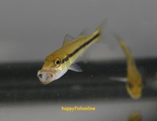 Temensis speckled peacock for sale  Raleigh