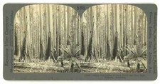 Australia lumberjack logging for sale  Cincinnati