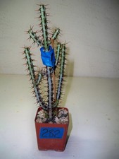 bonsai cuttings for sale bonsai cuttings for sale El Cajon