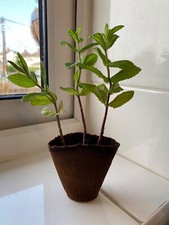 Black peppermint plant for sale  RAYLEIGH
