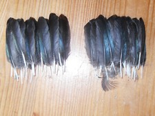 50 PLUMAS PEQUEÑAS DE ALA DE URRACA, NATIVO AMERICANO. VOLAR, ARTE Y ARTESANÍA, JOYERÍA.  segunda mano  Embacar hacia Mexico