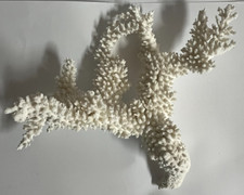 Large real white for sale  Palm Harbor