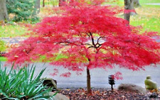 Acer palmatum inaba for sale Acer palmatum inaba for sale  NORTHWICH