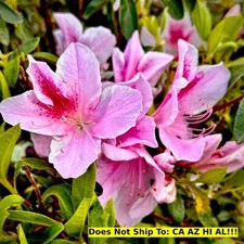 George taber azalea for sale  Lloyd
