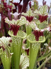 Sarracenia hybrid george for sale  PAR