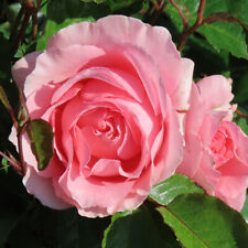 Floribunda garden rose for sale  PETERBOROUGH