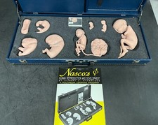 Life form replicas for sale  Palm Harbor