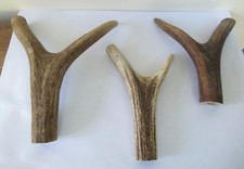 Red deer stag for sale  PETERBOROUGH