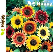 Sunflower summer beauty for sale  DONCASTER