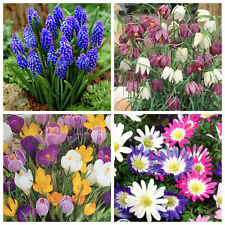 Spring flowering garden for sale  MELTON MOWBRAY