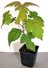 Sycamore maple tree for sale  LONDON