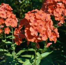 Phlox paniculata range gebraucht kaufen  Westerstede