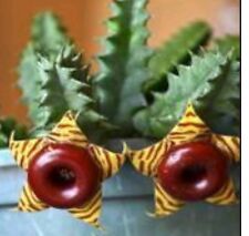 Cactus life saver for sale  Nobleton