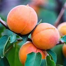 Apricot tree prunus for sale  Tazewell