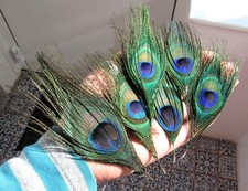 real peacock feathers for sale real peacock feathers for sale NORTH SHIELDS