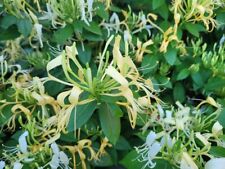 Lonicera japonica halliana for sale  HORSHAM