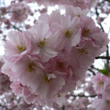 Japanische säulenkirsche aman gebraucht kaufen  Detmold