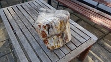 Beautiful large petrified for sale  FORDINGBRIDGE