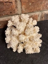 Natural real coral for sale  Somerset
