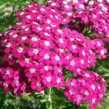 Achillea millefolium cerise for sale  TRURO