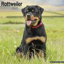 Calendrier 2025 rottweiler d'occasion  Troyes