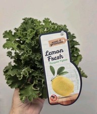 Citronella lemon geranium for sale  LONDON