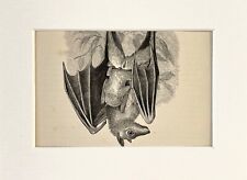 Fox bat flying for sale  NORWICH