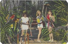 Cartão postal vintage de linho da Flórida South Miami papagaio selva araras interessadas comprar usado  Enviando para Brazil