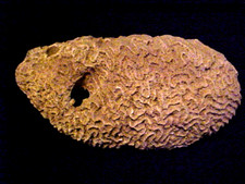 Natural beige white for sale  Crystal Lake