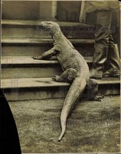 Press photo komodo for sale  Memphis