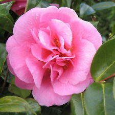 Camelia japonica dunkel gebraucht kaufen  Mönchengladbach