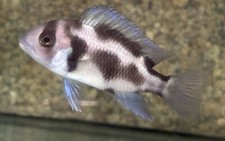 fish cichlid for sale fish cichlid for sale Miami