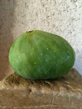 Fig ficus carica d'occasion  Thouarcé