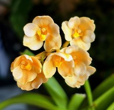 Sarcochilus kulnura golden for sale  NOTTINGHAM