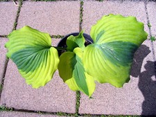 Große funkie hosta gebraucht kaufen  Eberhardzell