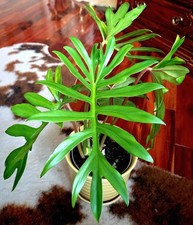 Rare philodendron blushing for sale  Glenmoore