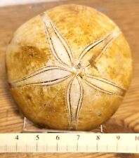 Echinoid fossil sand for sale  MARKET RASEN