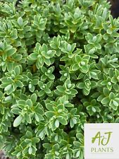 Hebe pinguifolia sutherlandii for sale  HEREFORD